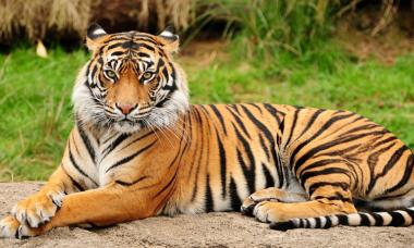 Тигры К какой группе животных относится тигр