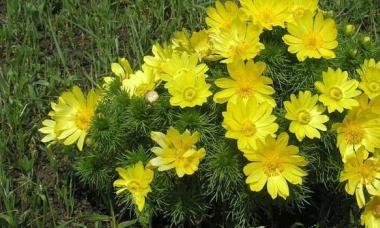 Адонис весенний горицвет весенний описание